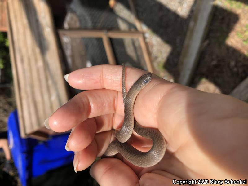 Smooth Earthsnake (Virginia valeriae)