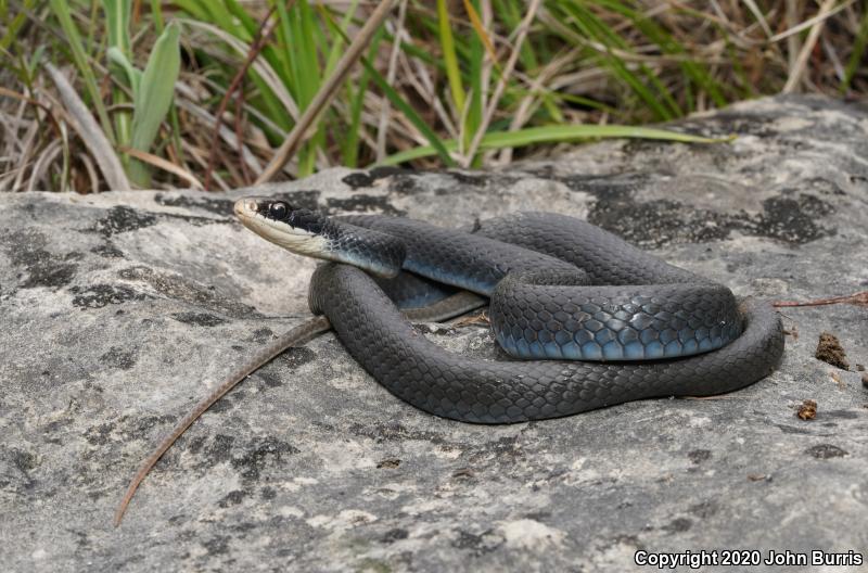 Southern Black Racer (Coluber constrictor priapus)