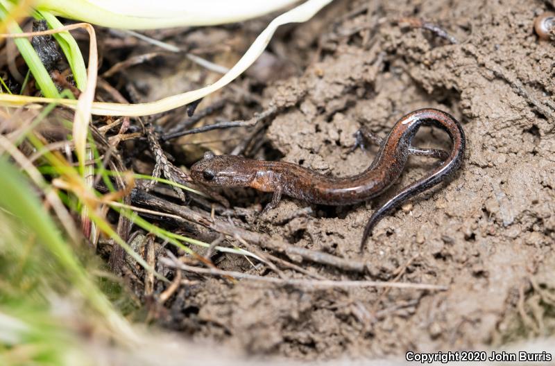 Northern Zigzag Salamander (Plethodon dorsalis)