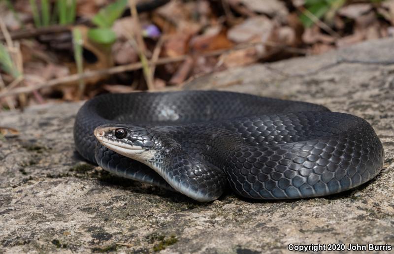 Southern Black Racer (Coluber constrictor priapus)