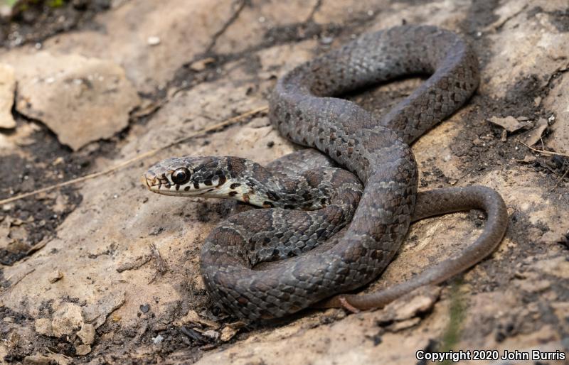 Southern Black Racer (Coluber constrictor priapus)