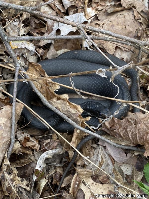 Southern Black Racer (Coluber constrictor priapus)