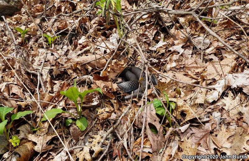 Southern Black Racer (Coluber constrictor priapus)