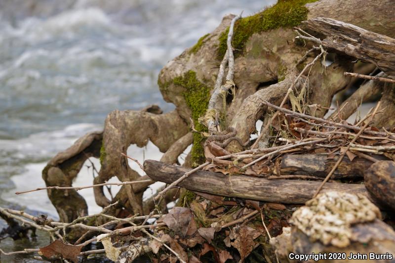 Midland Watersnake (Nerodia sipedon pleuralis)