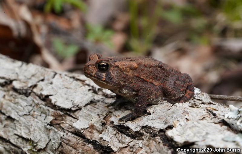 Dwarf American Toad (Anaxyrus americanus charlesmithi)