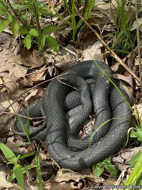 Southern Black Racer (Coluber constrictor priapus)