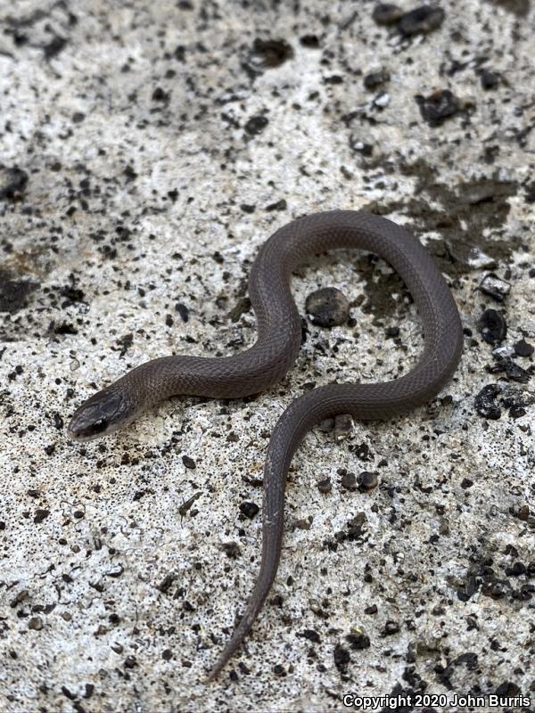 Western Smooth Earthsnake (Virginia valeriae elegans)