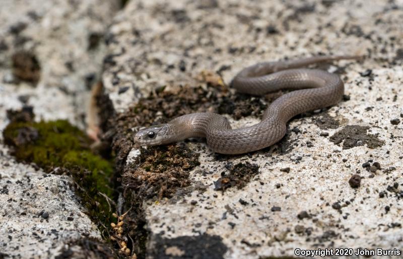 Western Smooth Earthsnake (Virginia valeriae elegans)