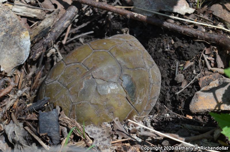 Three-toed Box Turtle (Terrapene carolina triunguis)