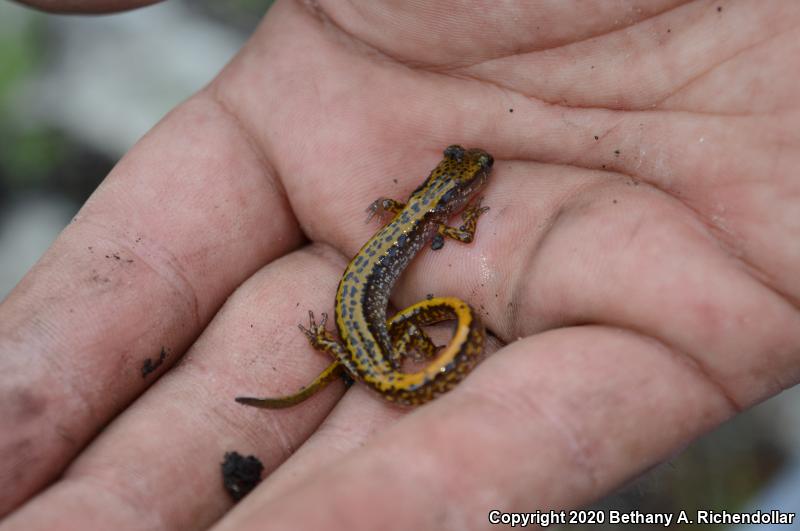 Dark-sided Salamander (Eurycea longicauda melanopleura)