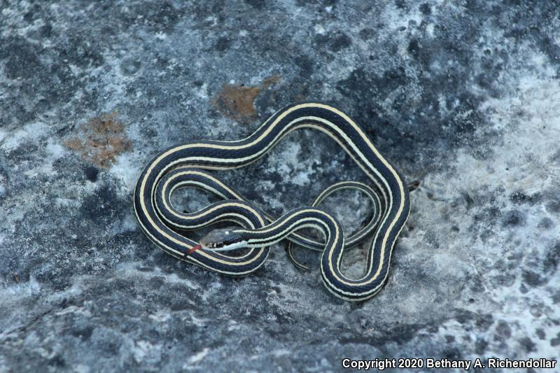 Orange-striped Ribbonsnake (Thamnophis proximus proximus)