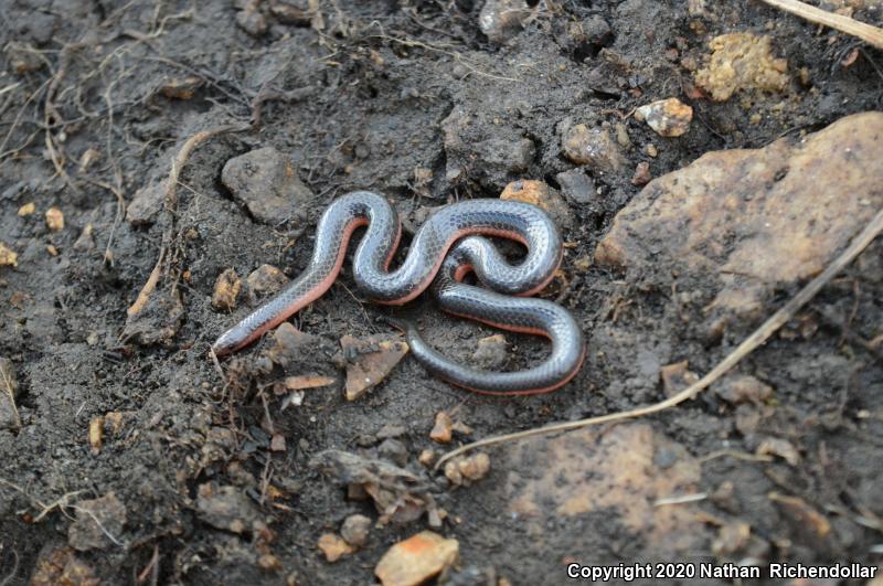 Western Wormsnake (Carphophis vermis)