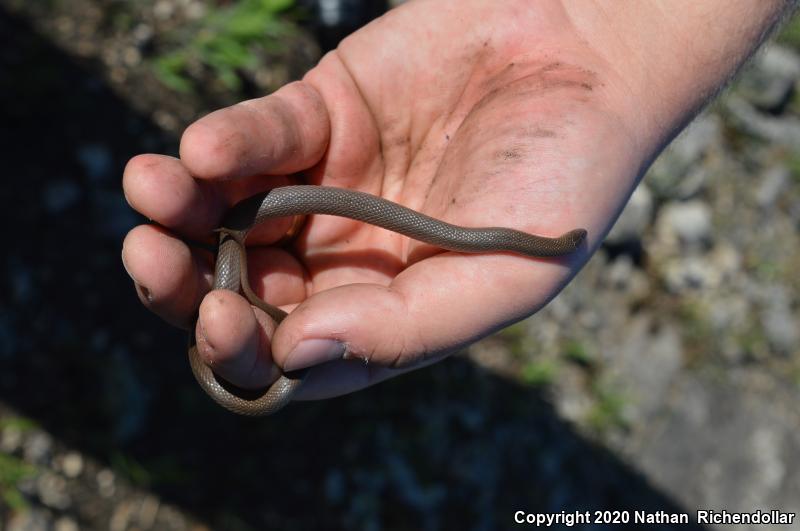 Rough Earthsnake (Virginia striatula)