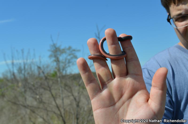 Western Wormsnake (Carphophis vermis)