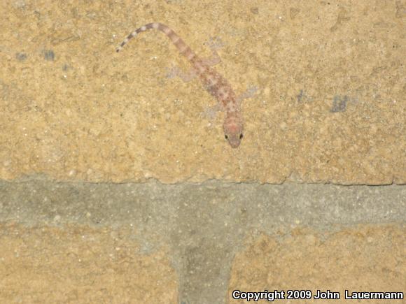 Turkish House Gecko (Hemidactylus turcicus turcicus)