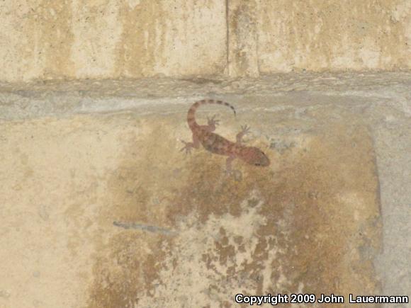 Turkish House Gecko (Hemidactylus turcicus turcicus)