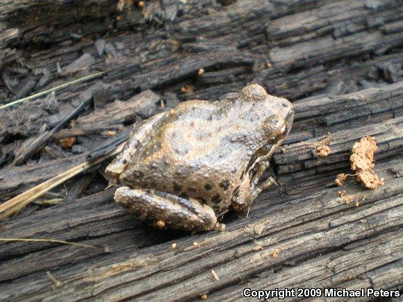 Sierran Treefrog (Pseudacris sierra)