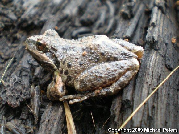 Sierran Treefrog (Pseudacris sierra)