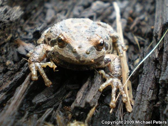 Sierran Treefrog (Pseudacris sierra)