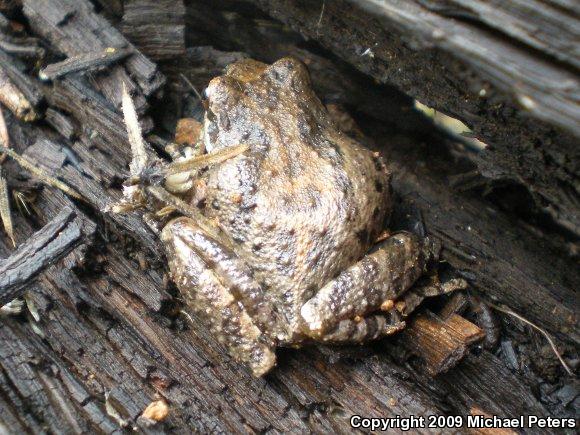 Sierran Treefrog (Pseudacris sierra)