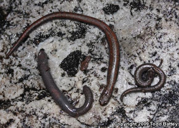 Black-bellied Slender Salamander (Batrachoseps nigriventris)