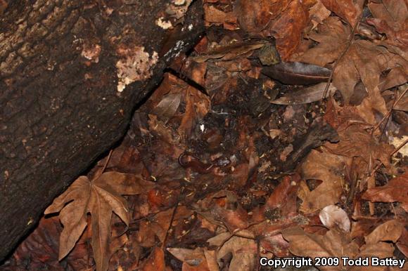 Monterey Ensatina (Ensatina eschscholtzii eschscholtzii)