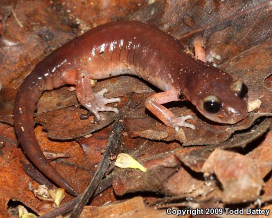 Monterey Ensatina (Ensatina eschscholtzii eschscholtzii)