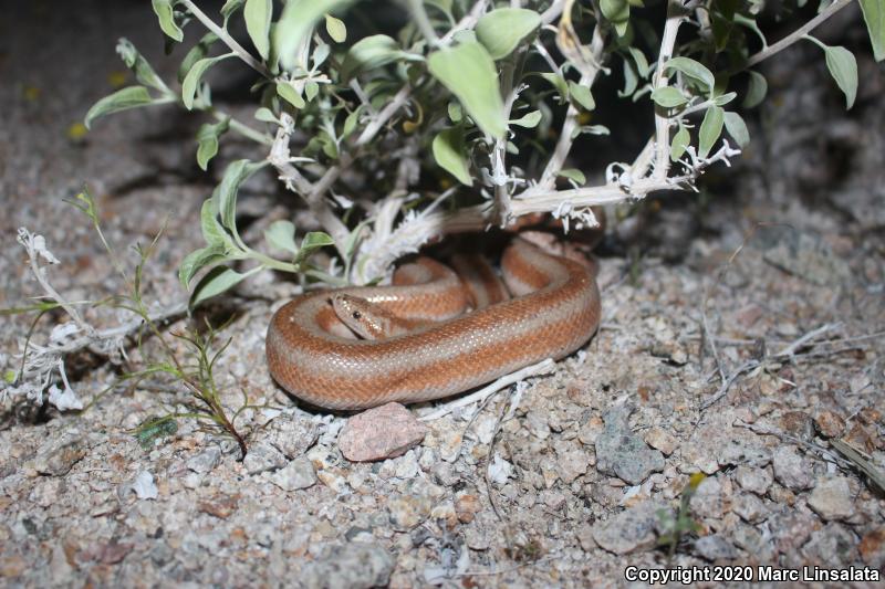 Desert Rosy Boa (Lichanura trivirgata gracia)