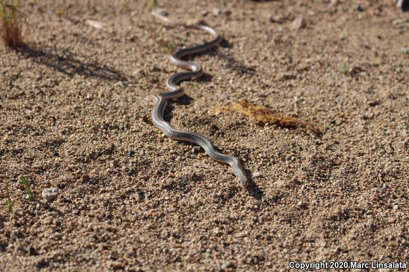 Mojave Patch-nosed Snake (Salvadora hexalepis mojavensis)