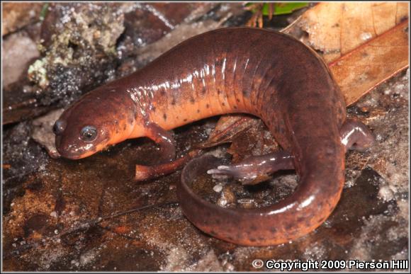 Rusty Mud Salamander (Pseudotriton montanus floridanus)
