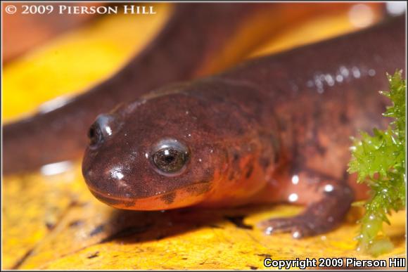 Rusty Mud Salamander (Pseudotriton montanus floridanus)