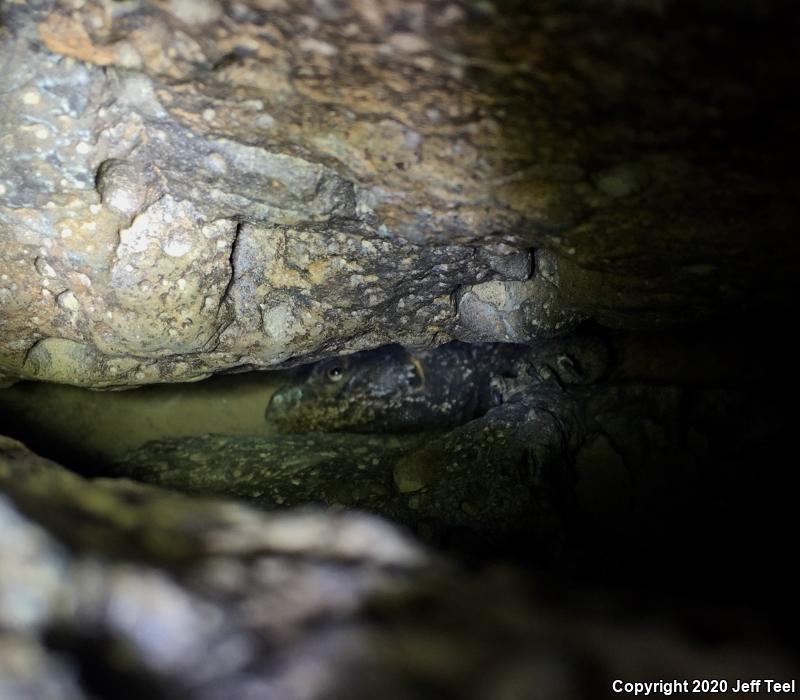 Common Chuckwalla (Sauromalus ater)