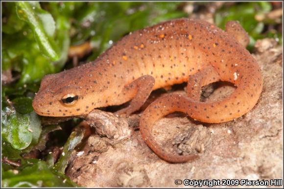 Central Newt (Notophthalmus viridescens louisianensis)