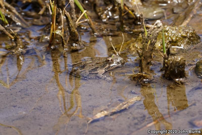 Eastern Cricket Frog (Acris crepitans crepitans)