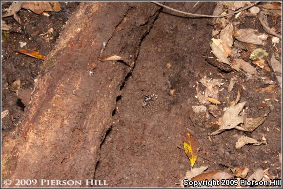 Marbled Salamander (Ambystoma opacum)