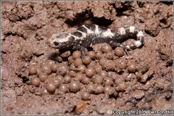 Marbled Salamander (Ambystoma opacum)