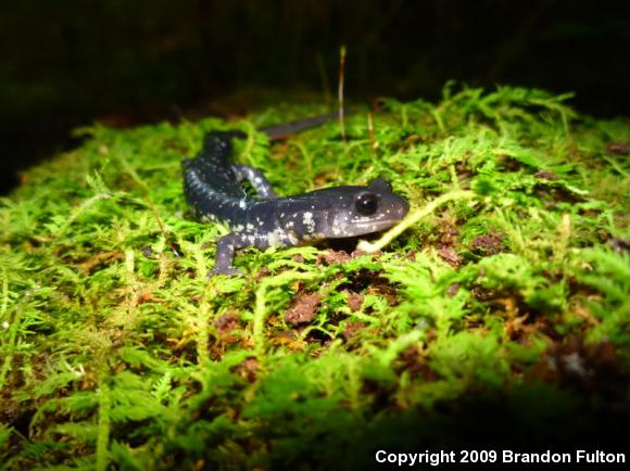 Atlantic Coast Slimy Salamander (Plethodon chlorobryonis)