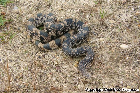 Northern Pinesnake (Pituophis melanoleucus melanoleucus)