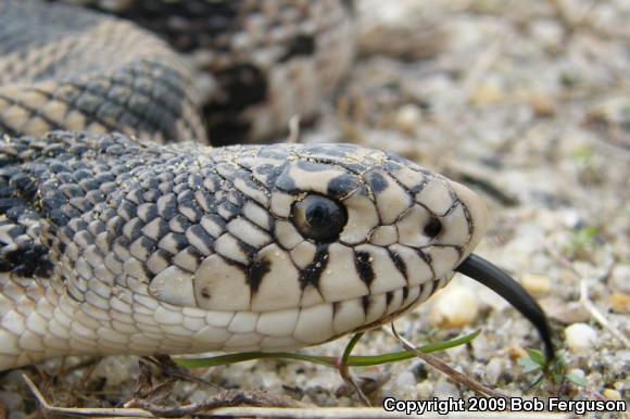 Northern Pinesnake (Pituophis melanoleucus melanoleucus)