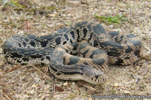 Northern Pinesnake (Pituophis melanoleucus melanoleucus)