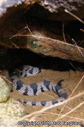 Northern Pinesnake (Pituophis melanoleucus melanoleucus)