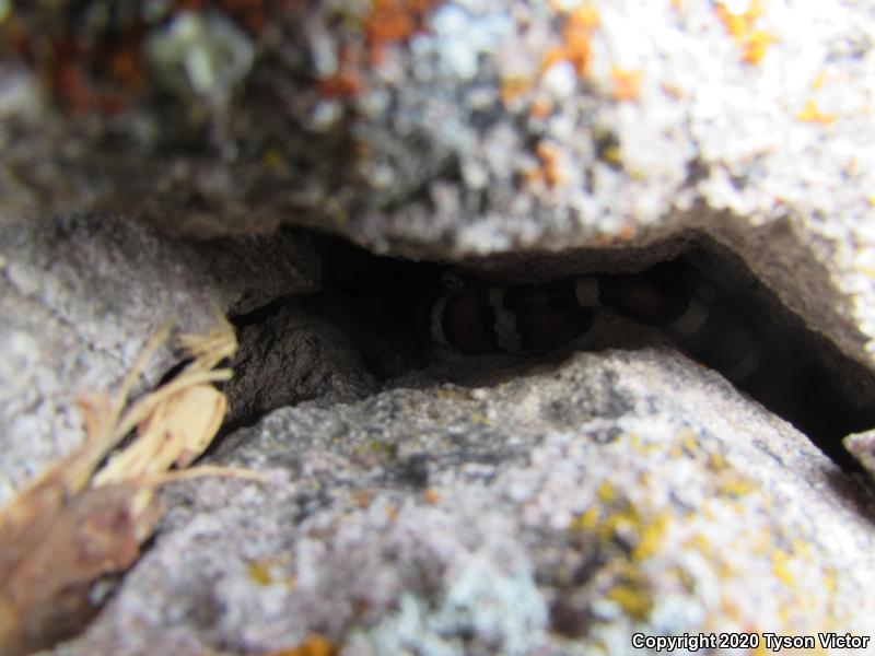 Utah Mountain Kingsnake (Lampropeltis pyromelana infralabialis)