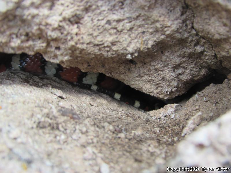 Utah Mountain Kingsnake (Lampropeltis pyromelana infralabialis)