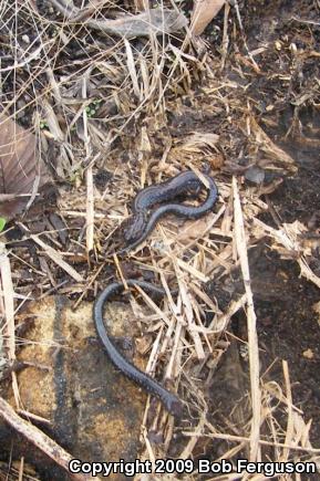 Eastern Red-backed Salamander (Plethodon cinereus)