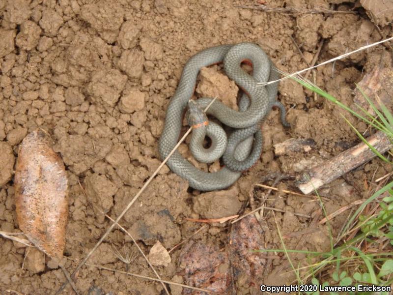 Pacific Ring-necked Snake (Diadophis punctatus amabilis)