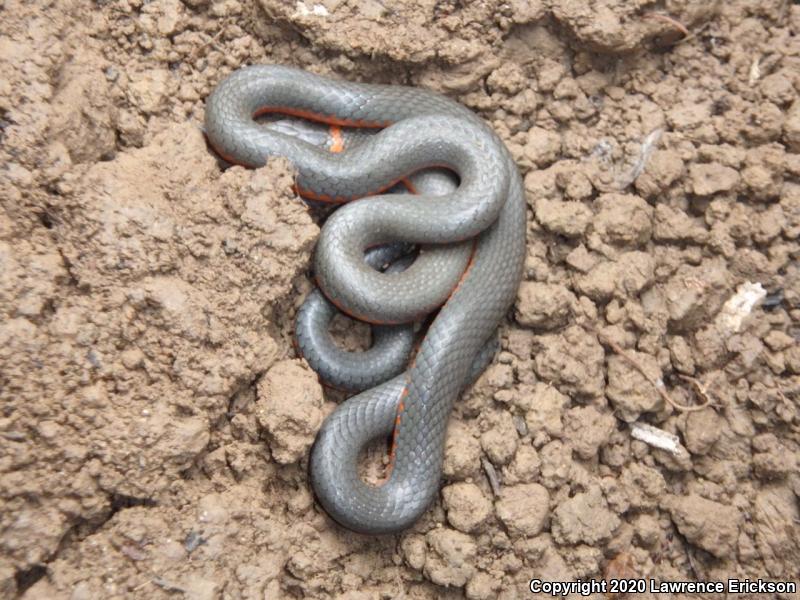 Pacific Ring-necked Snake (Diadophis punctatus amabilis)