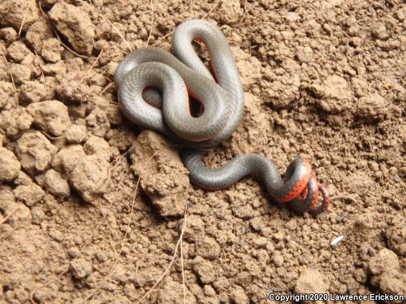 Pacific Ring-necked Snake (Diadophis punctatus amabilis)