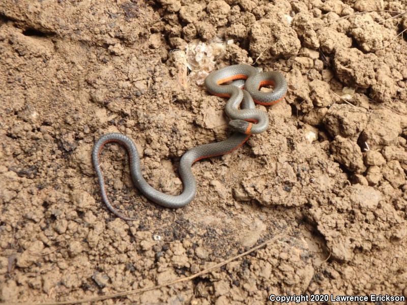 Pacific Ring-necked Snake (Diadophis punctatus amabilis)