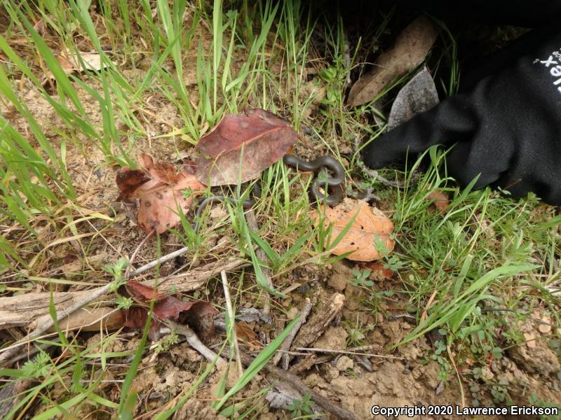 Pacific Ring-necked Snake (Diadophis punctatus amabilis)