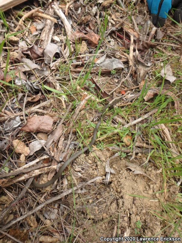 Pacific Ring-necked Snake (Diadophis punctatus amabilis)